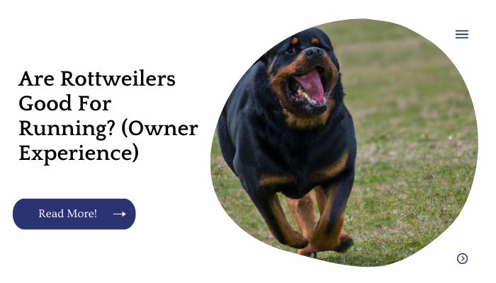 Are Rottweilers Good For Running? (Owner Experience)