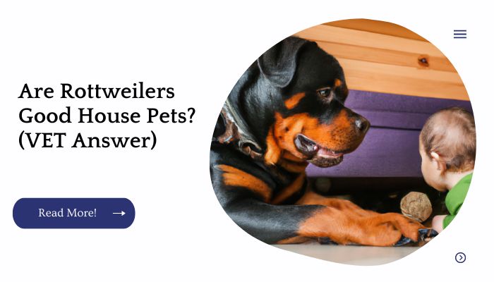 Are Rottweilers Good House Pets? (VET Answer)