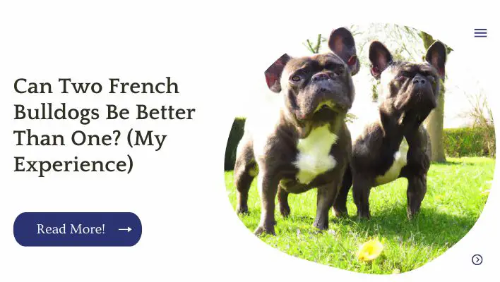 Can Two French Bulldogs Be Better Than One? (My Experience)