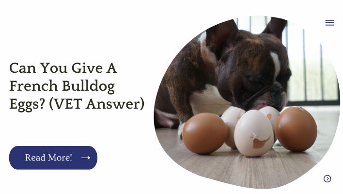 Can You Give A French Bulldog Eggs? (VET Answer)