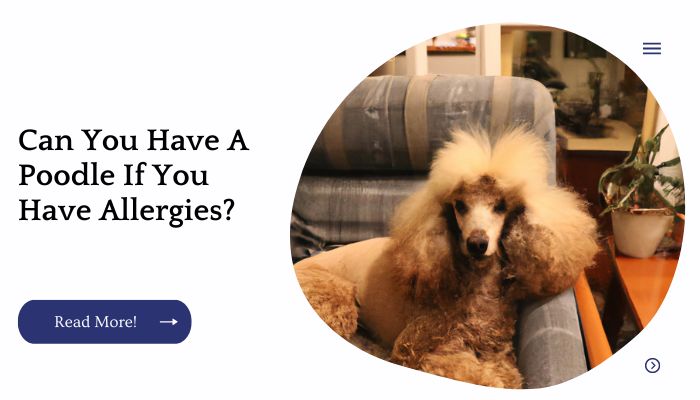 Can You Have A Poodle If You Have Allergies?