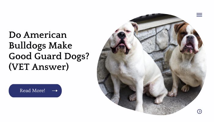 Do American Bulldogs Make Good Guard Dogs (VET Answer)