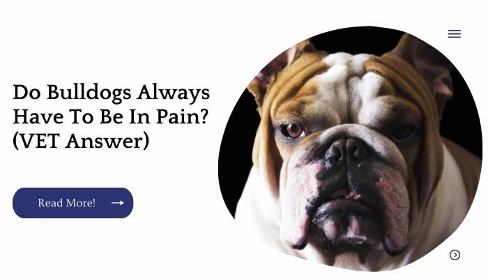 Do Bulldogs Always Have To Be In Pain? (VET Answer)