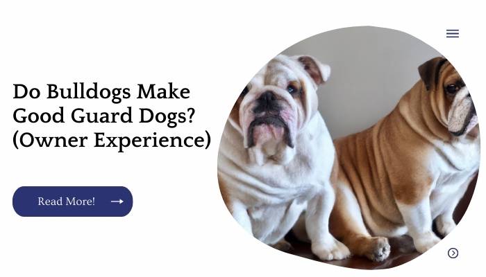 Do Bulldogs Make Good Guard Dogs? (Owner Experience)