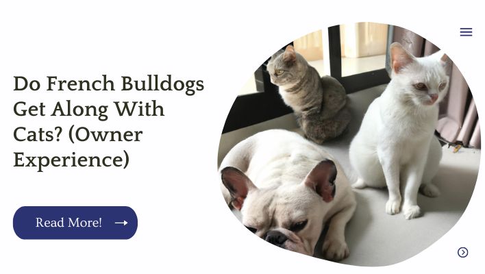 Do French Bulldogs Get Along With Cats? (Owner Experience)