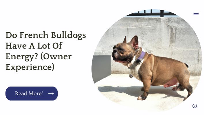 Do French Bulldogs Have A Lot Of Energy? (Owner Experience)