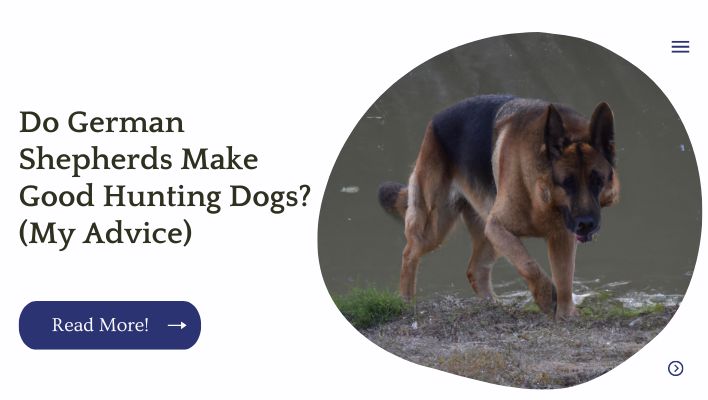 Do German Shepherds Make Good Hunting Dogs? (My Advice)