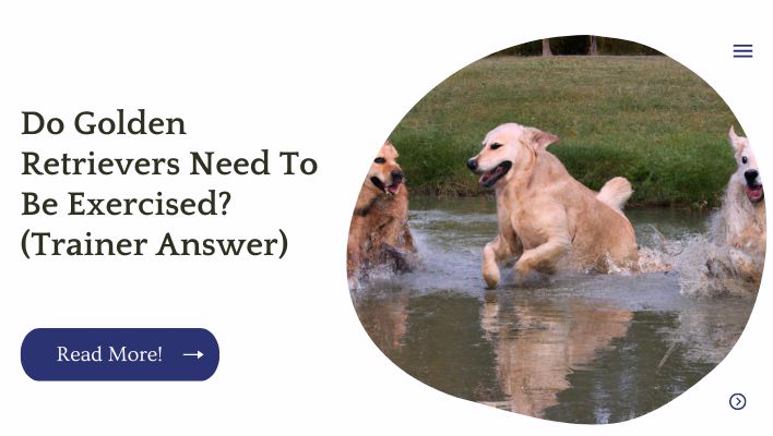 Do Golden Retrievers Need To Be Exercised? (Trainer Answer)