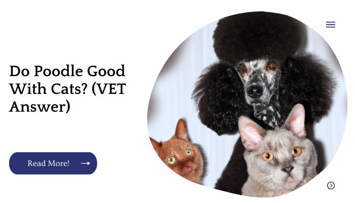 Do Poodle Good With Cats? (VET Answer)