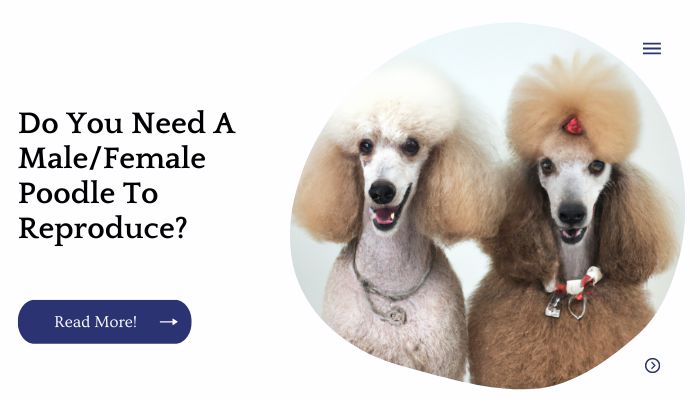 Do You Need A Male/Female Poodle To Reproduce?