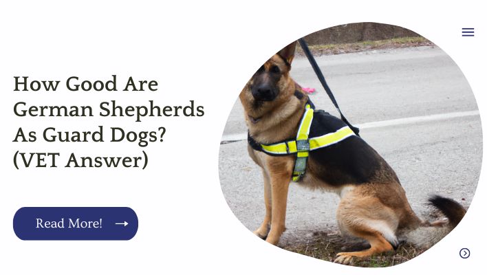 How Good Are German Shepherds As Guard Dogs? (VET Answer)