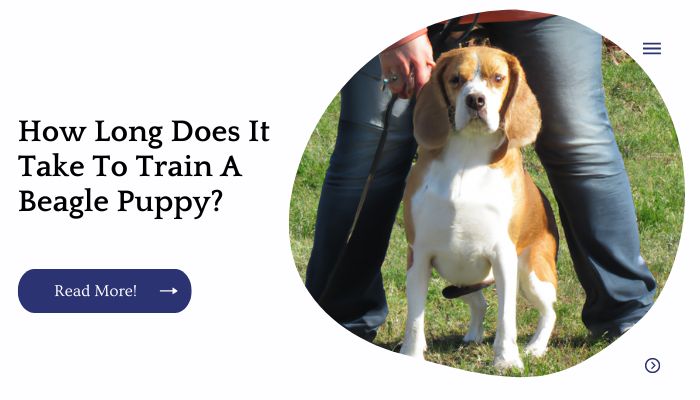 How Long Does It Take To Train A Beagle Puppy?