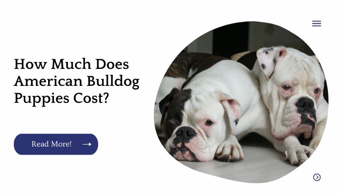 How Much Does American Bulldog Puppies Cost?