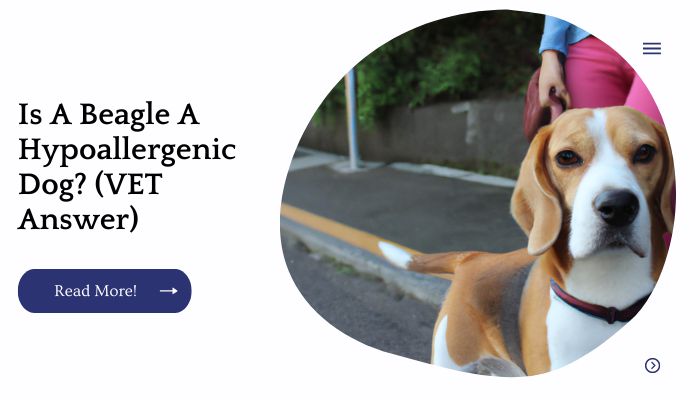 Is A Beagle A Hypoallergenic Dog? (VET Answer)