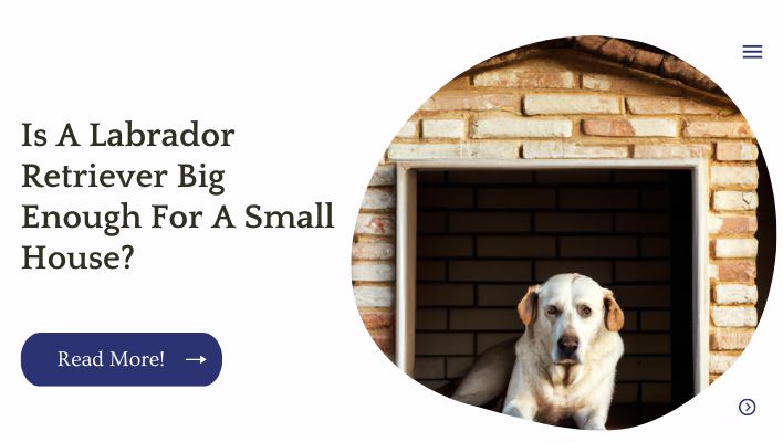 Is A Labrador Retriever Big Enough For A Small House?