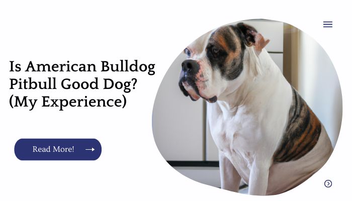 Is American Bulldog Pitbull Good Dog? (My Experience)