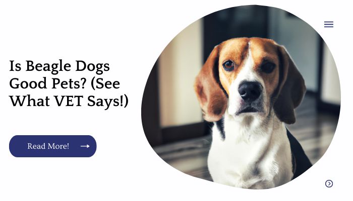 Is Beagle Dogs Good Pets? (See What VET Says!)