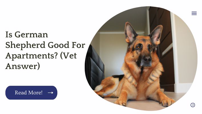 Is German Shepherd Good For Apartments? (Vet Answer)