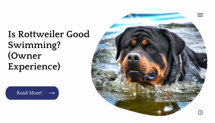 Is Rottweiler Good Swimming? (Owner Experience)