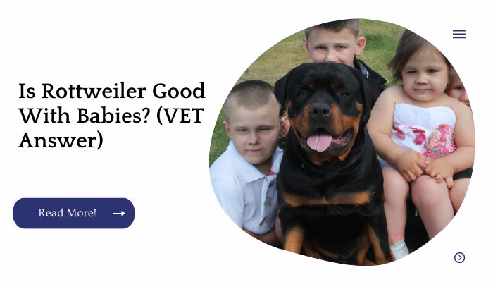 Is Rottweiler Good With Babies? (VET Answer)