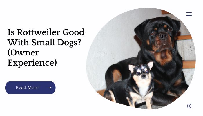 Is Rottweiler Good With Small Dogs? (Owner Experience)