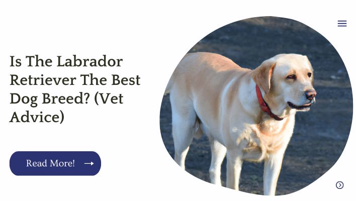 Is The Labrador Retriever The Best Dog Breed? (Vet Advice)