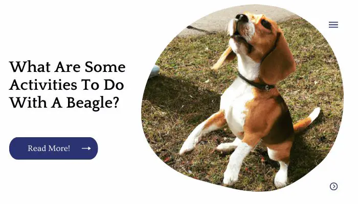 What Are Some Activities To Do With A Beagle?