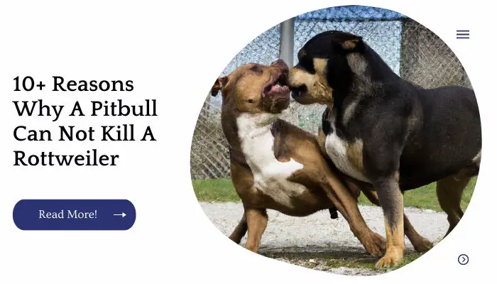 10+ Reasons Why A Pitbull Can Not Kill A Rottweiler