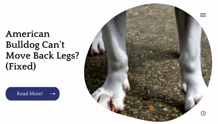 American Bulldog Can't Move Back Legs? (Fixed)