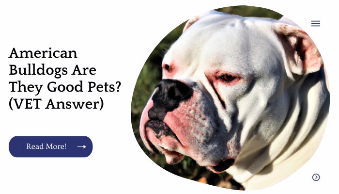 American Bulldogs Are They Good Pets? (VET Answer)