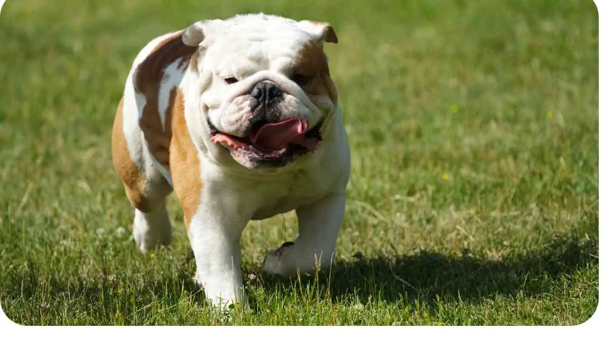 a bulldog running in the grass with its tongue out