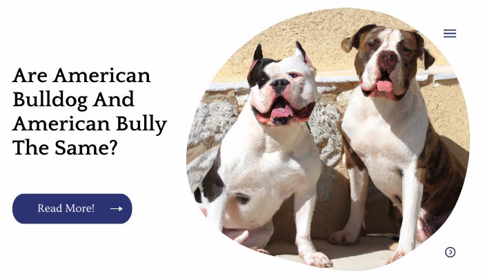 Are American Bulldog And American Bully The Same?