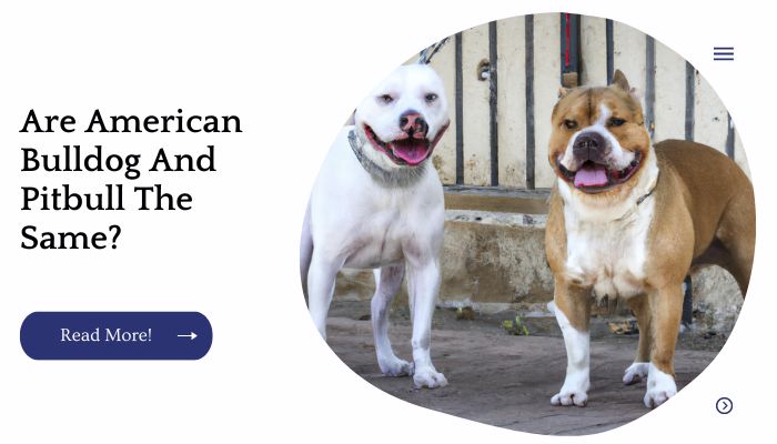 Are American Bulldog And Pitbull The Same?