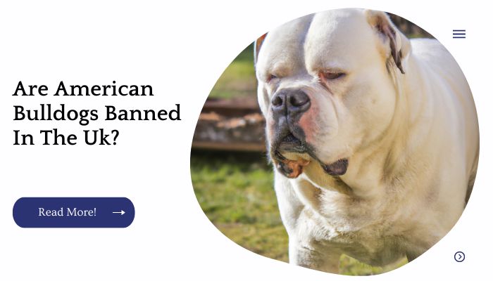 Are American Bulldog Banned In The Uk?