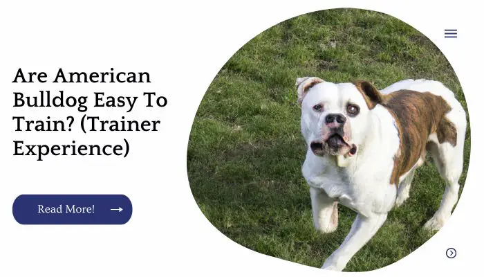 Are American Bulldog Easy To Train? (Trainer Experience)