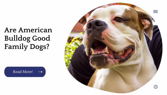 Are American Bulldog Good Family Dogs?