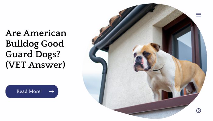 Are American Bulldog Good Guard Dogs? (VET Answer)