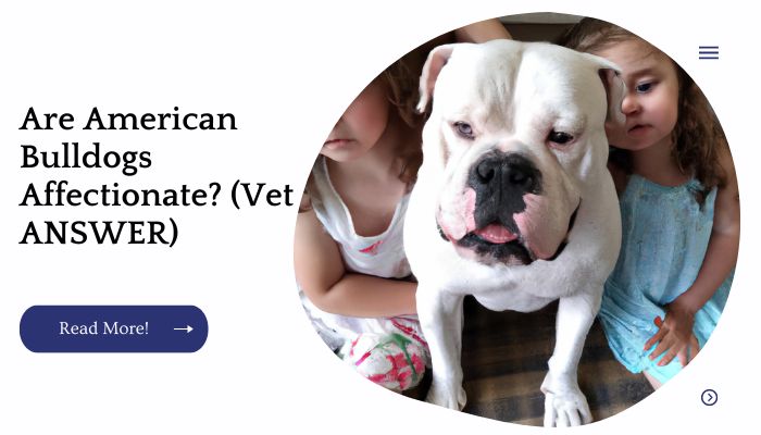 Are American Bulldogs Affectionate? (Vet ANSWER)