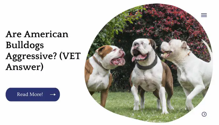 Are American Bulldogs Aggressive? (VET Answer)