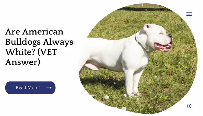 Are American Bulldogs Always White? (VET Answer)