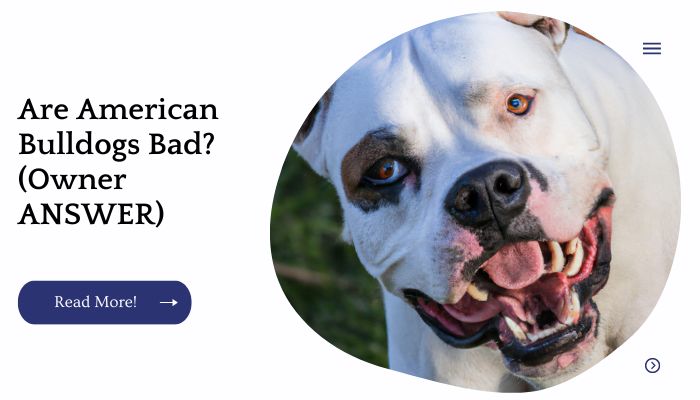 Are American Bulldogs Bad? (Owner ANSWER)