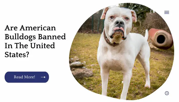 Are American Bulldogs Banned In The United States?