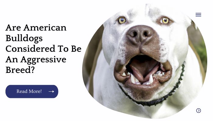 Are American Bulldogs Considered To Be An Aggressive Breed?