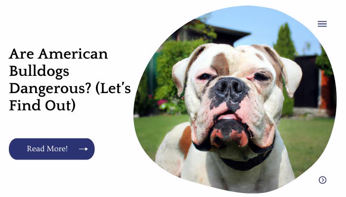 Are American Bulldogs Dangerous? (Let’s Find Out)