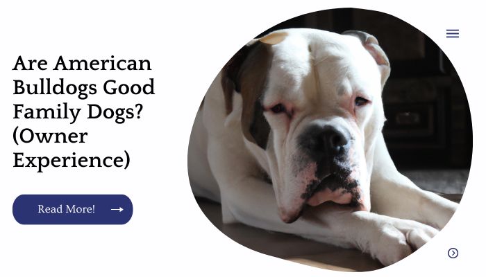 Are American Bulldogs Good Family Dogs? (Owner Experience)