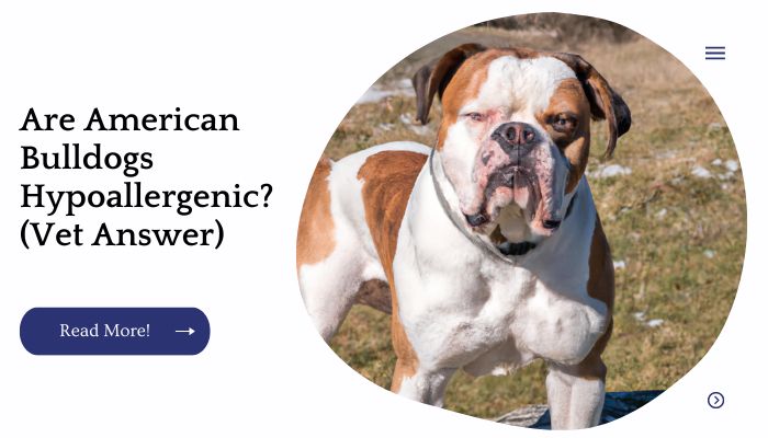 Are American Bulldogs Hypoallergenic? (Vet Answer)