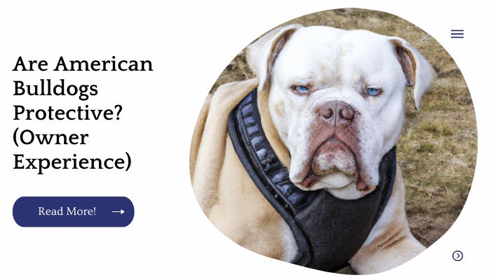 Are American Bulldogs Protective? (Owner Experience)