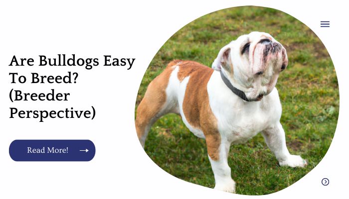 Are Bulldogs Easy To Breed? (Breeder Perspective)