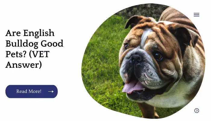 Are English Bulldog Good Pets? (VET Answer)