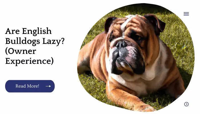 Are English Bulldog Lazy? (Owner Experience)